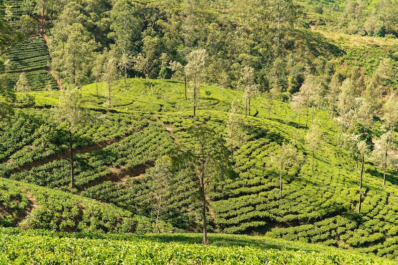 tea-plantation.jpg